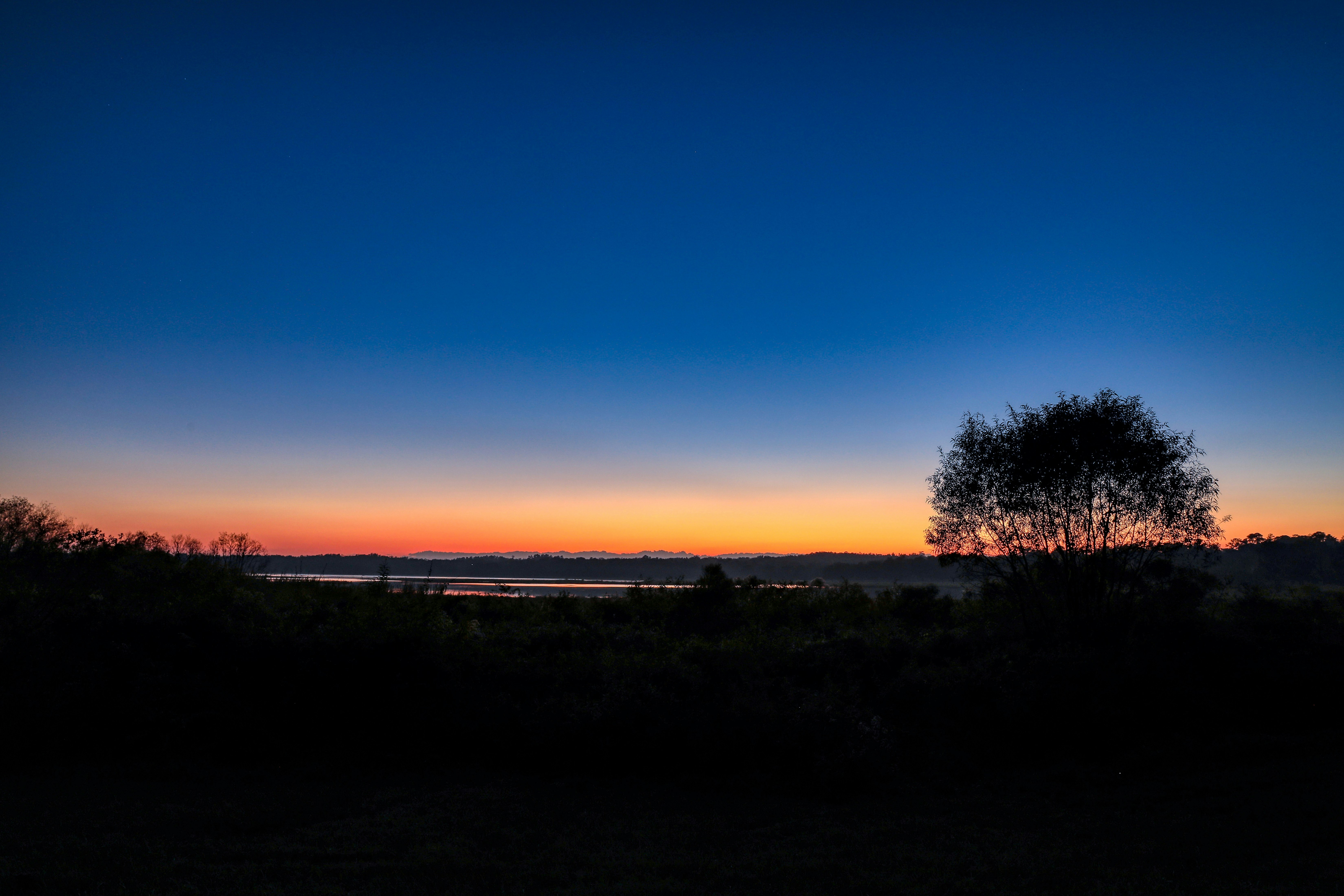 silhouette of trees during sunset